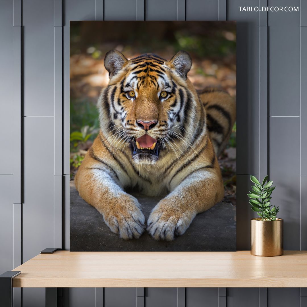 تابلو دکوراتیو حیوانات ببر خسته tired tiger