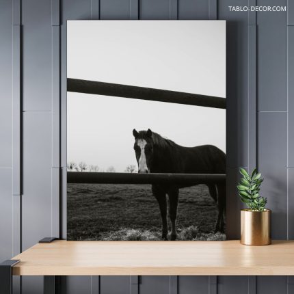 تابلو حیوانات اسب تنها lonely horse