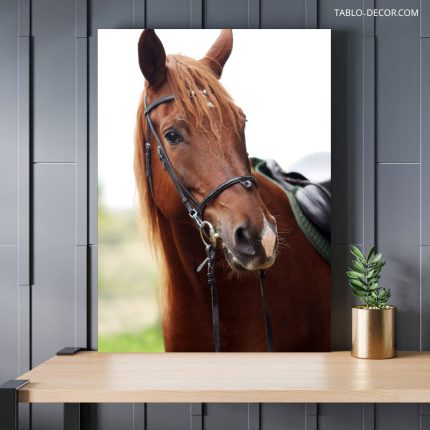 تابلو دکوراتیو حیوانات اسب Horse