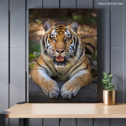 تابلو دکوراتیو حیوانات ببر خسته tired tiger